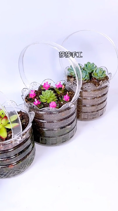 Plastic bottle are turned into flowers pots