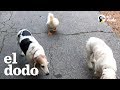 Pato rescatado haría lo que sea por ser perro | El Dodo