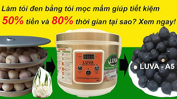 Bí quyết làm tỏi đen bằng nồi làm tỏi đen LUVA  A5 và tỏi cô đơn mọc mầm | How to make black garlic?