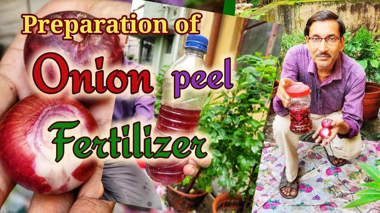 Preparation of best quality Onion Peel Fertilizer absolutely Free of
