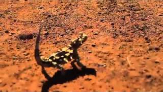 Thorny Devil at Uluru