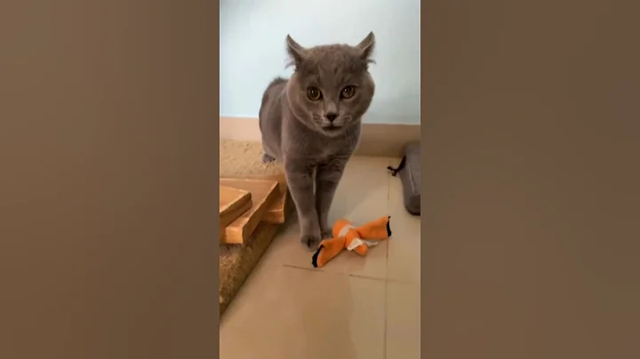 Video 10351591: cats best funniest animals, funny animals funniest cats, laugh funniest cats, loud cat, funniest cutest cats