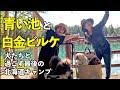 青い池＆白金ビルケ｜犬たちと巡る北海道の絶景と心温まる出会い