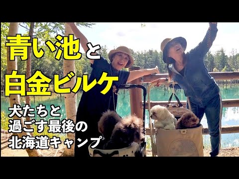 Blue Pond & Shirokane Birke | Tour Hokkaido with dogs for breathtaking views and heartwarming enc...
