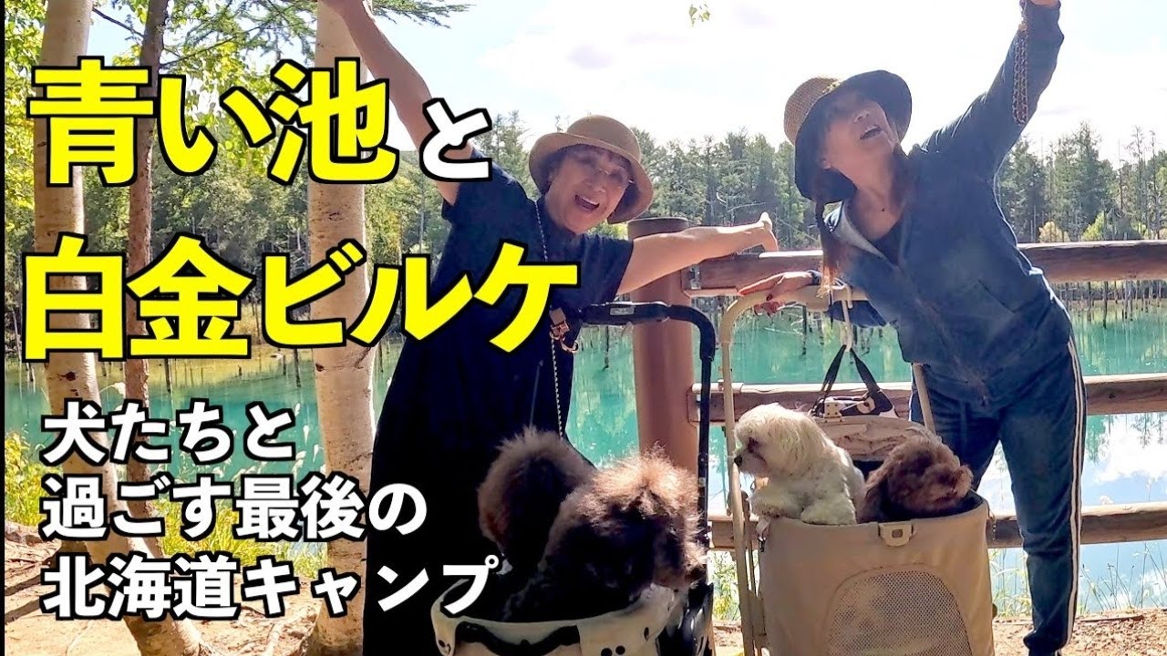 青い池＆白金ビルケ｜犬たちと巡る北海道の絶景と心温まる出会い