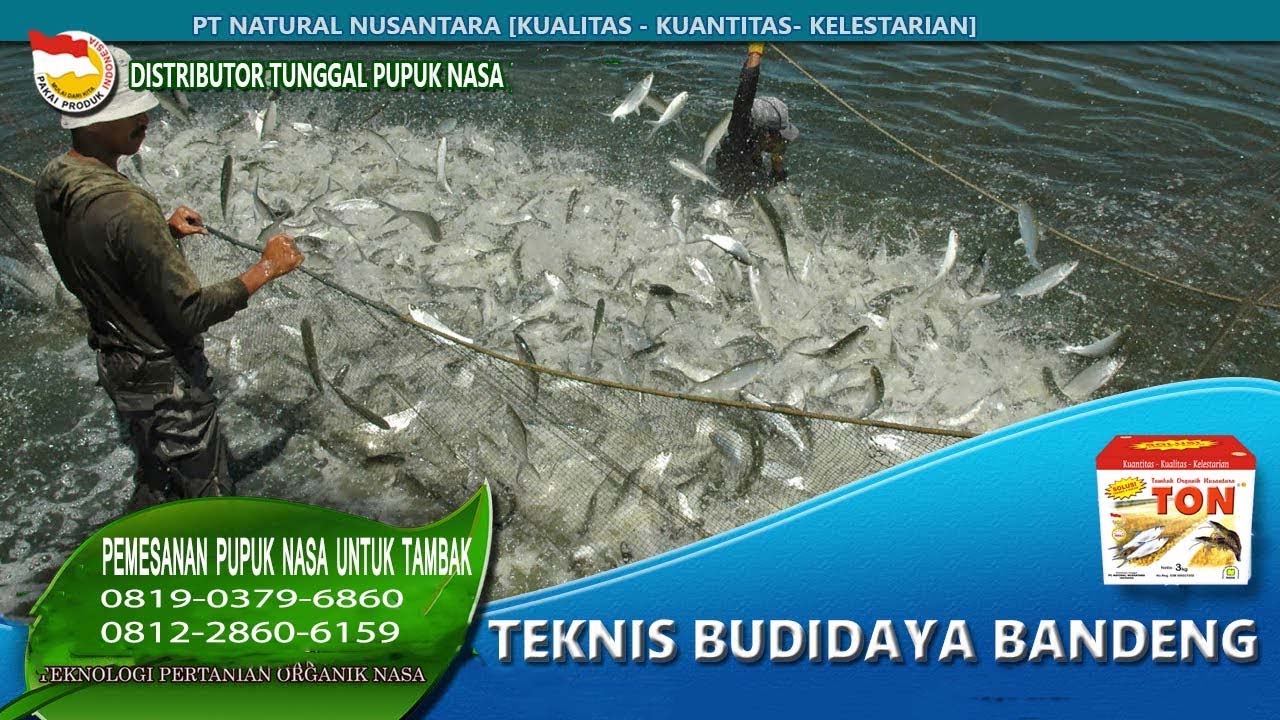 0819-0379-6860 CARA BUDIDAYA TAMBAK IKAN BANDENG CEPAT BESAR 