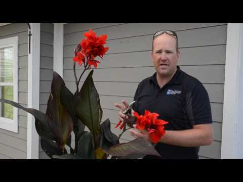 Quick Tip  Caring for Cannas ❤️ || West Coast Gardens