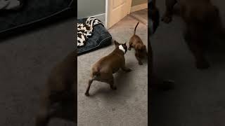 Boston Terriers Playing with My Mini Dachshund