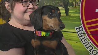 Meet Birdie! Bark In the Park reveals new mascot