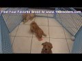 Goldendoodle, Puppies, Dogs, For Sale, In Chicago, Illinois, IL, 19Breeders, Rockford, Naperville Goldendoodle, Puppies, Dogs, For Sale, In Chicago, Illinois, IL, 19Breeders, Rockford, Naperville