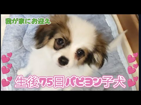 子犬お迎え、先住犬とドキドキの初対面!