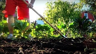 Fastest Way to Organically Remove Weeds from the Garden