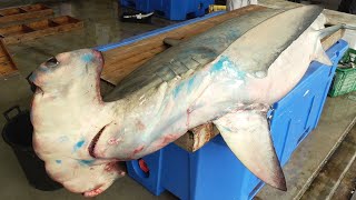 【職人技】200kg,3mのハンマーヘッドシャーク解体の補助要請が来ました!