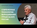 Современные технологии выращивания груши на юге России