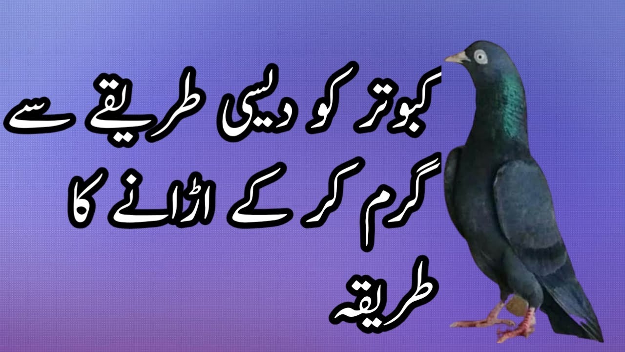 How to heat and fly a pigeon indigenously how to feed pigeons for