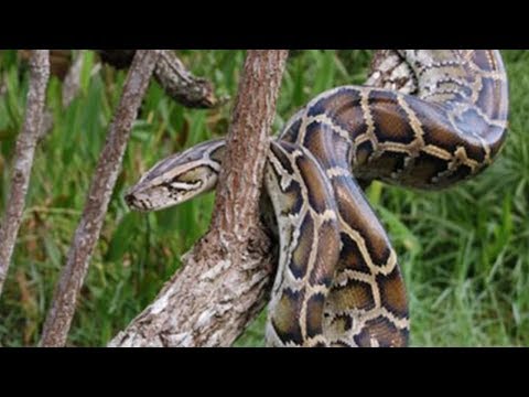 Pythonidae - Python (genus) - Life of Python