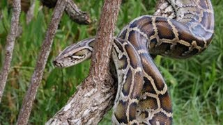 Pythonidae - Python (genus) - Life of Python