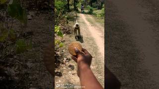 Monkey Politely Takes Biscuit 😲 | Real Village Moment!