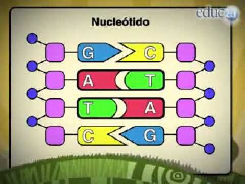 Video: ¿Qué es la duplicación de genes en biología?
