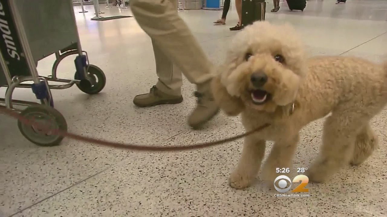 New Rules For Flying With Pets YouTube