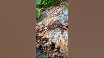 Box turtle 🐢 eating worm 🪱 #shorts