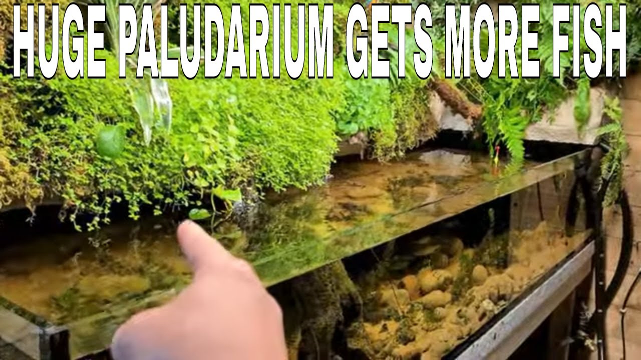 My Very British Aquarium / Paludarium