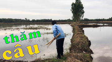 Tiếp tục CẮM CÂU CÁ LÓC BẰNG MỒI DẾ bữa nay trúng toàn cá lóc ăn không hết luôn | Cuộc Sống Ruộng Vư