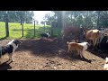 Ovelheiro Gaúcho - Lida de Mangueira