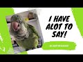 Lago the quaker parrot talkings compilation