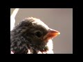 Слеток Белогорлого воробья Young White-throated sparrow