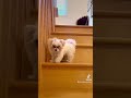 #dogmom #dogdad #dogmomlife #morkie #yorkie #yorkiegram #indiandog #indiandogs #toypoodle #shitzu