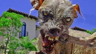 World’s Ex Ugliest Dog