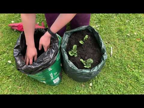 How to earth up potatoes