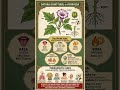 Drug-Datura✨️🌿 #multivitamins #natural #natural