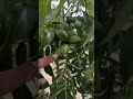 Our pecan nuts are growing