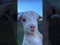 Cutest Goat Choir Ever!MAAAMAAA Madness!#viralvideo#cutefarmanimal