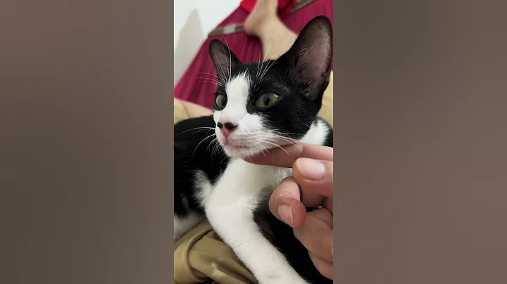 Video 5821001: meowed catlover munchkin kitty, munchkin kitten cutecat catlovers, munchkin cat cutecat kittens, munchkin cat animals