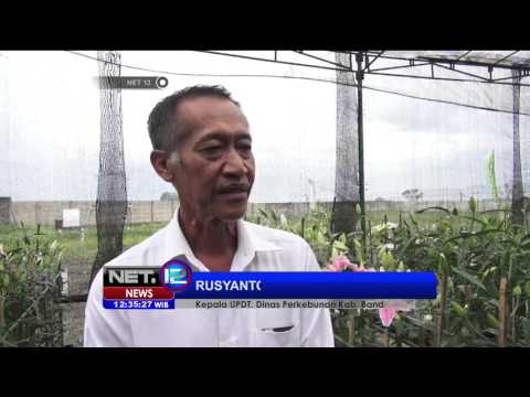 Video: Haruskah bunga lili asiatik dipotong?