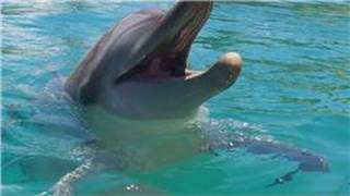 All About Dolphins : What Do Dolphins Look Like?