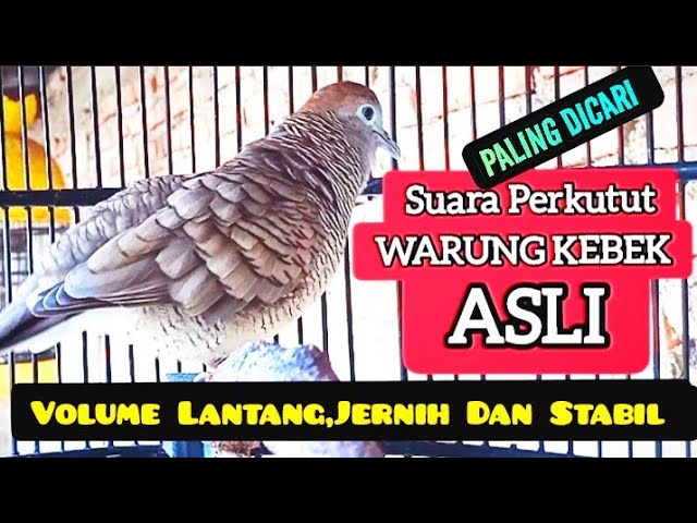 Suara Perkutut Lokal ASLI WARUNG KEBEK, Volume Lantang,Jernih dan Stabil class=