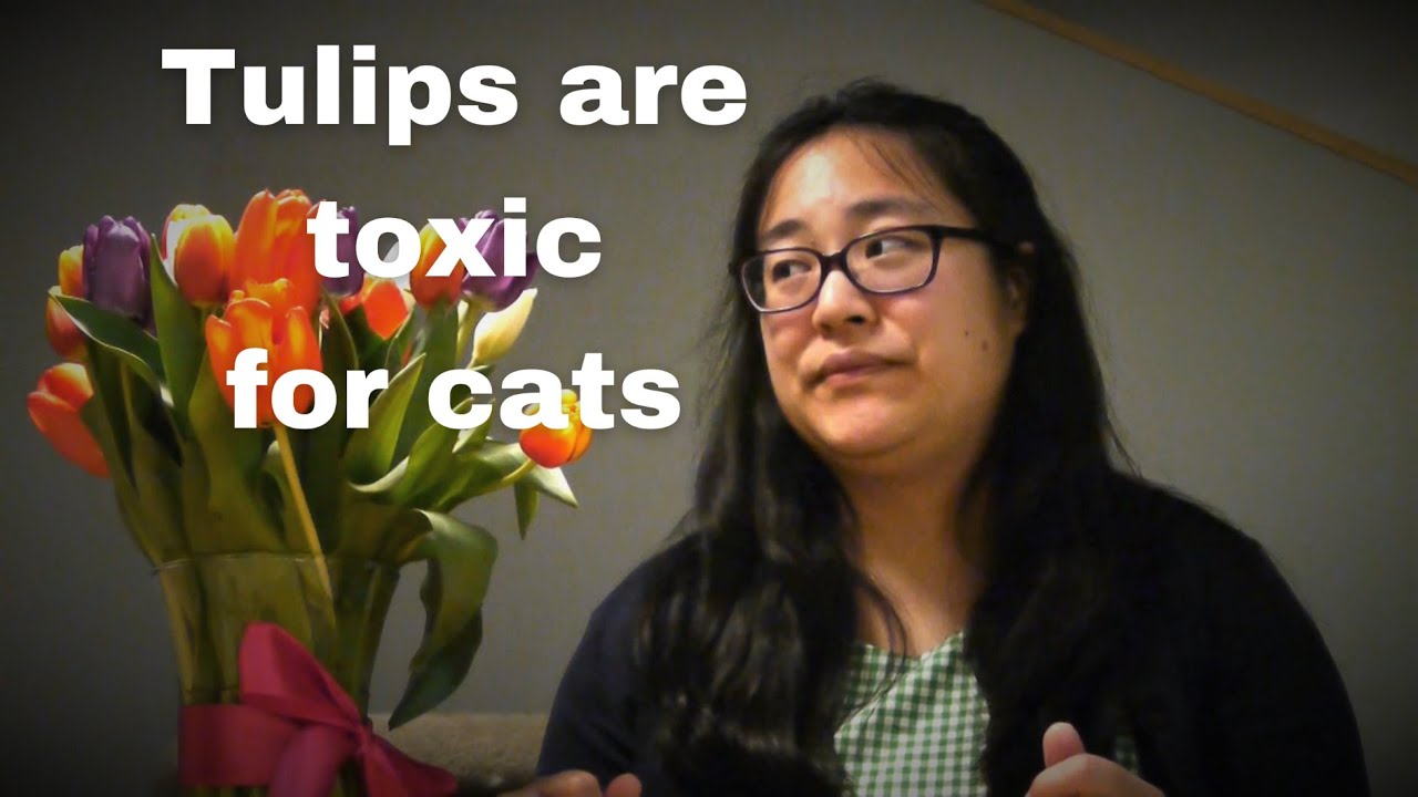 Tulips Are Toxic For Cats