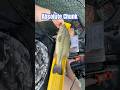 Almost 4 lbs, on the finesse combo! #kayakfishing #bassfishing