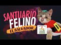 El santuario felino más grande de El Salvador. Más de 100 gatos -  Santuario Mi Casita Felina
