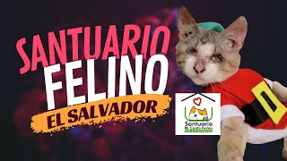 El santuario felino más grande de El Salvador. Más de 100 gatos -  Santuario Mi Casita Felina