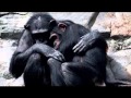 Gombe National Park Kigoma Gombe National Park Kigoma