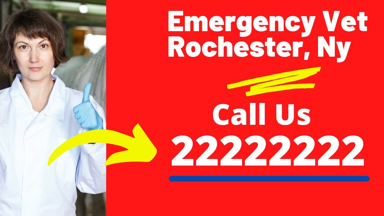 24 hour Emergency Animal Hospital Rochester Ny 24 Hour Veterinary 