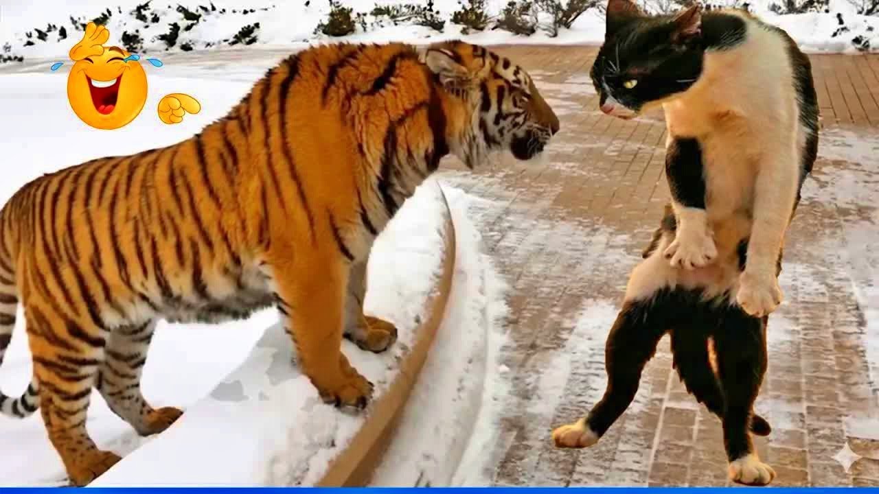 Funniest Cats & Dogs of 2026 🐾😸 | Try Not To Laugh Challenge! 🍛 