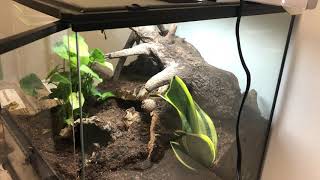 How to setup a bioactive terrarium for a Brazilian Black and White Tarantula.