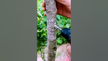 The process of tree punching = good tools can increase efficiency