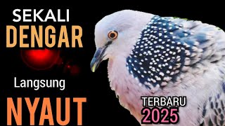 Download Lagu SUARA TEKUKUR GACOR NGALAS COCOK BUAT PANCINGAN atau PIKAT  100% Langsung NYAUT EMOSI MP3